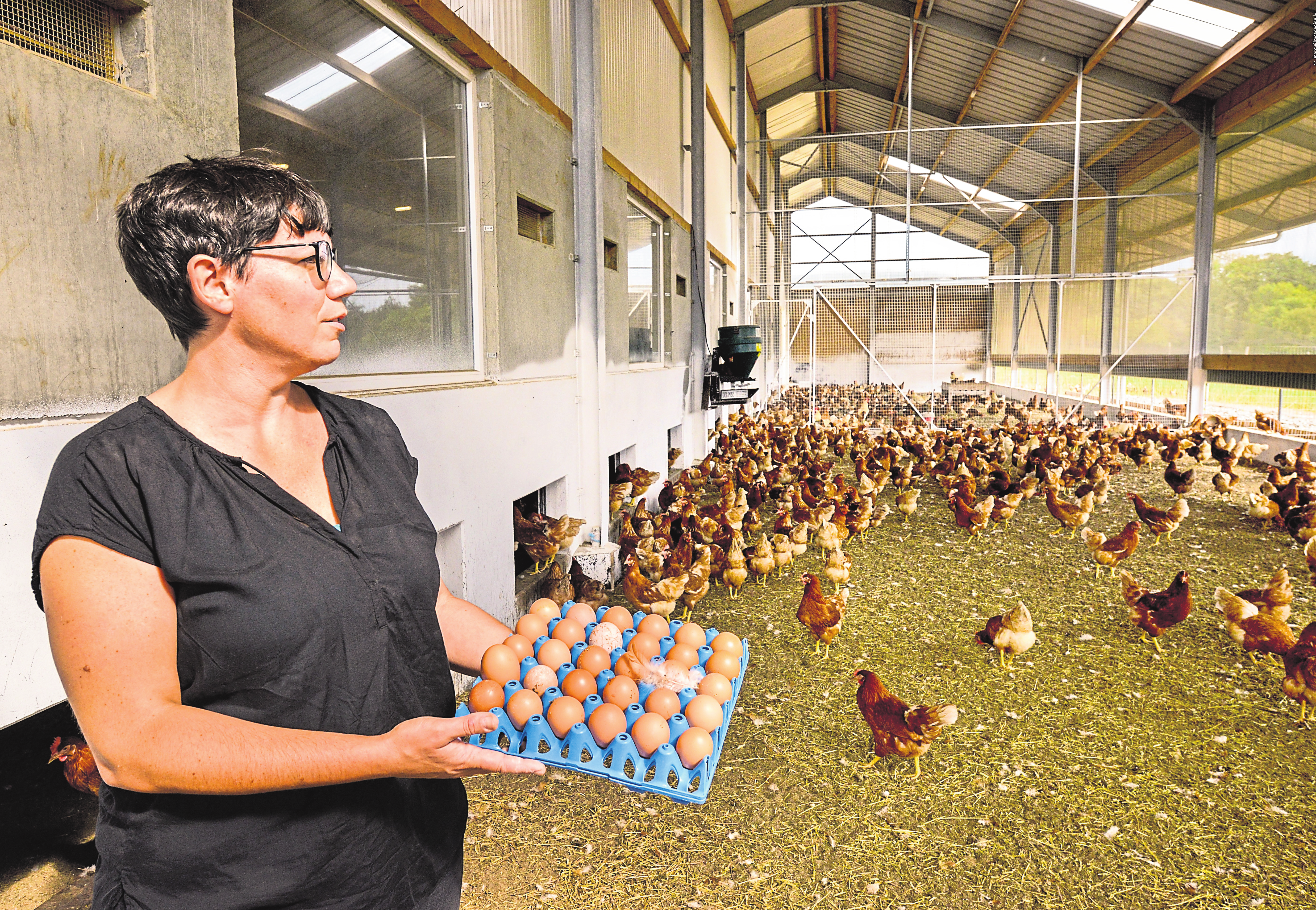 Laut EU-Norm sind sechs Tiere pro Quadratmeter für einen Biobetrieb zugelassen, aber Bio-Ovo beschränkt die Haltung auf 4,5 Hühner pro Quadratmeter. Fotos: Marc Wilmes Design