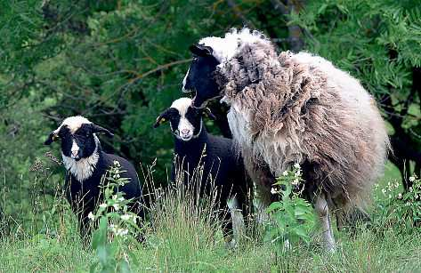 Die Schafe beweiden Flächen im Naturpark Leiser Berge. Foto: Leiser Berge