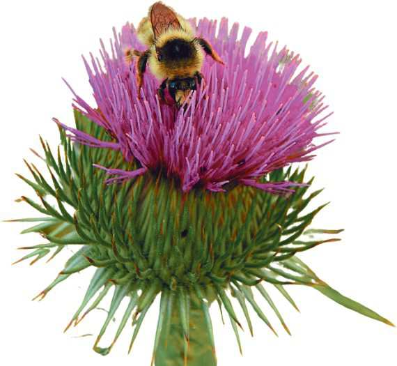 Die Esels-Distel bietet vielen Insekten, darunter der Bunt-Hummel, wichtige Nahrung. Foto: LPV/A. Mrkvicka 