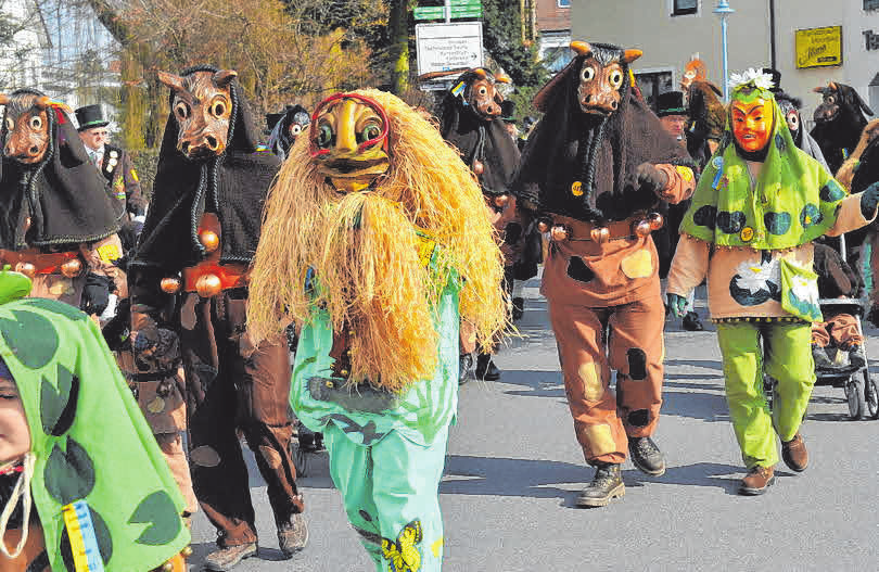 Die Buchauer Moorochsen ziehen durch die Straßen und freuen sich auf viele närrische Gäste. FOTOS: KLAUS-WEISS