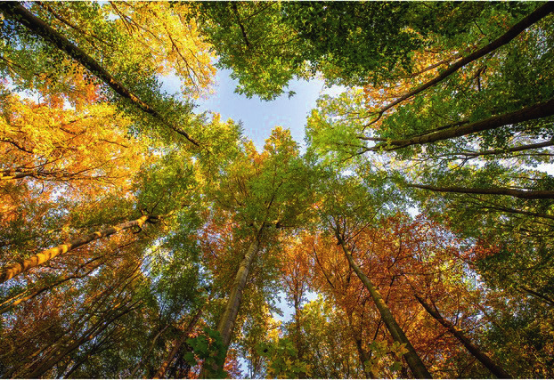 Peggy Boegner: Herbstwald. © Peggy Boegner