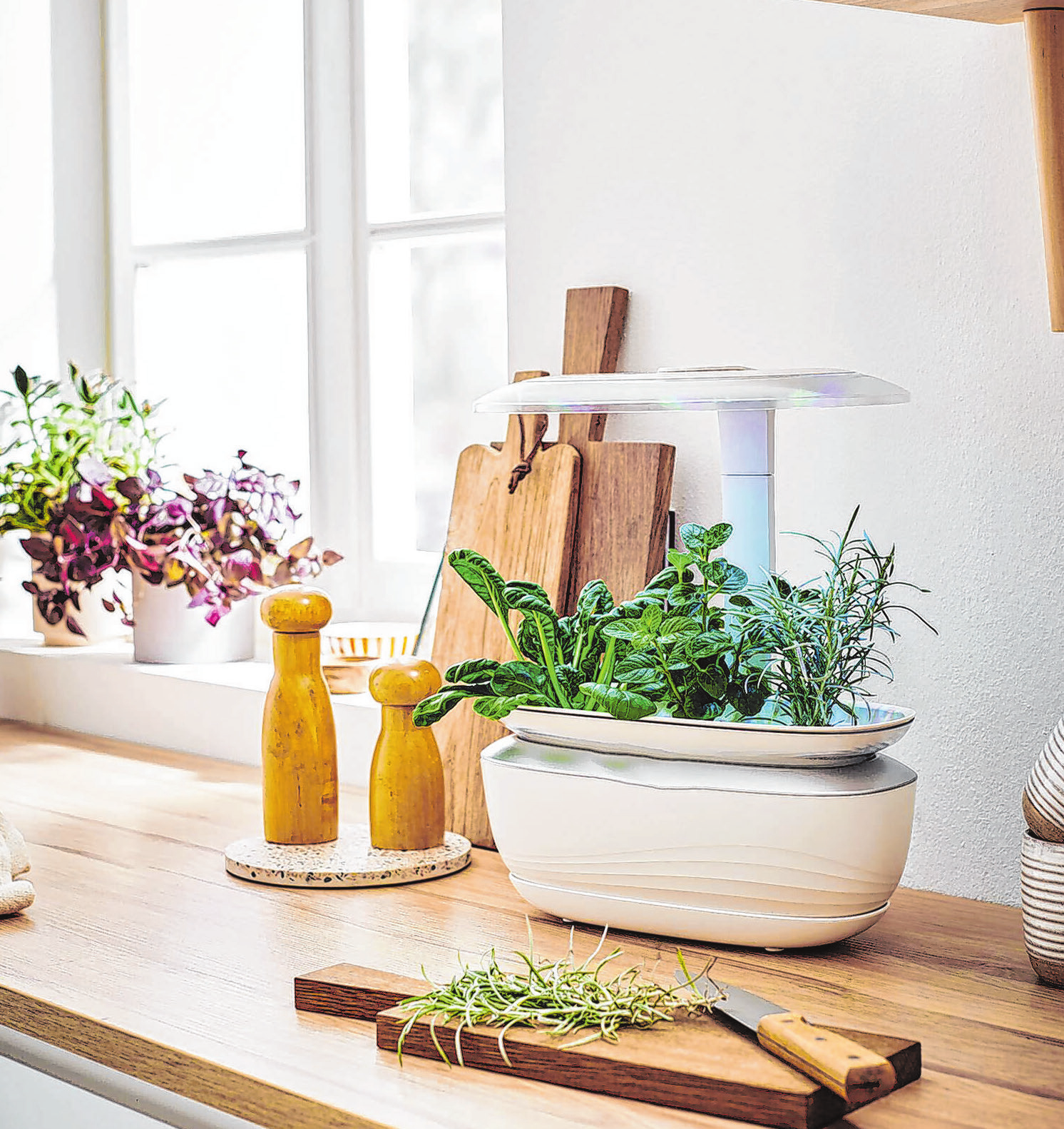 Gesund & frisch ernähren und Indoor-Gardening liegen im Trend. Mit diesem vernetzten Mini-Indoor-Garten lassen sich Kräuter, Salate, essbare Blüten, Microgreens und Früchte das ganze Jahr über superfrisch ernten.