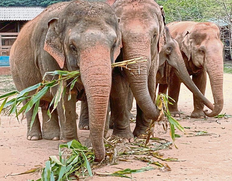 Auf dem weitläufigen Gelände des Elephant Nature Parks haben die Elefanten zahlreiche Möglichkeiten, sich von den Misshandlungen zu erholen. Fotos: Andrea Bergheim Küttner