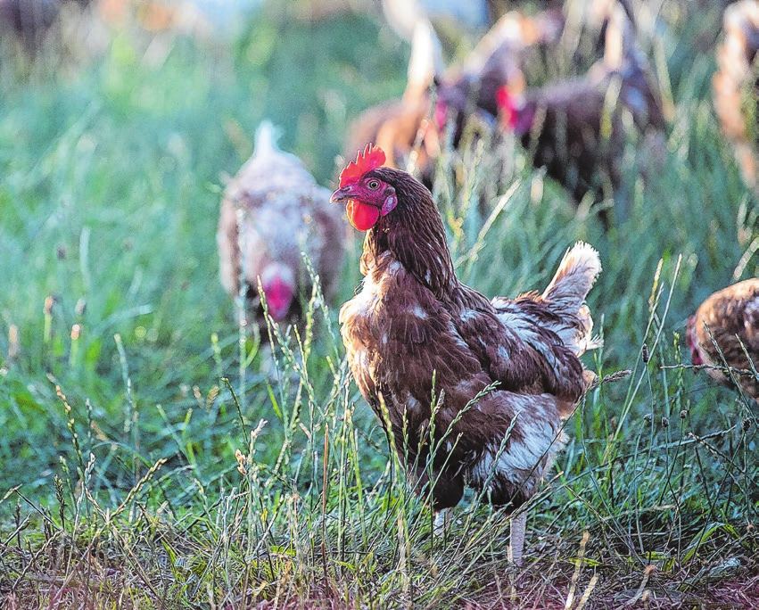 Wie Kühe, stehen auch Hühner auf frisches Grün. Foto: Sebastian Gollnow/dpa