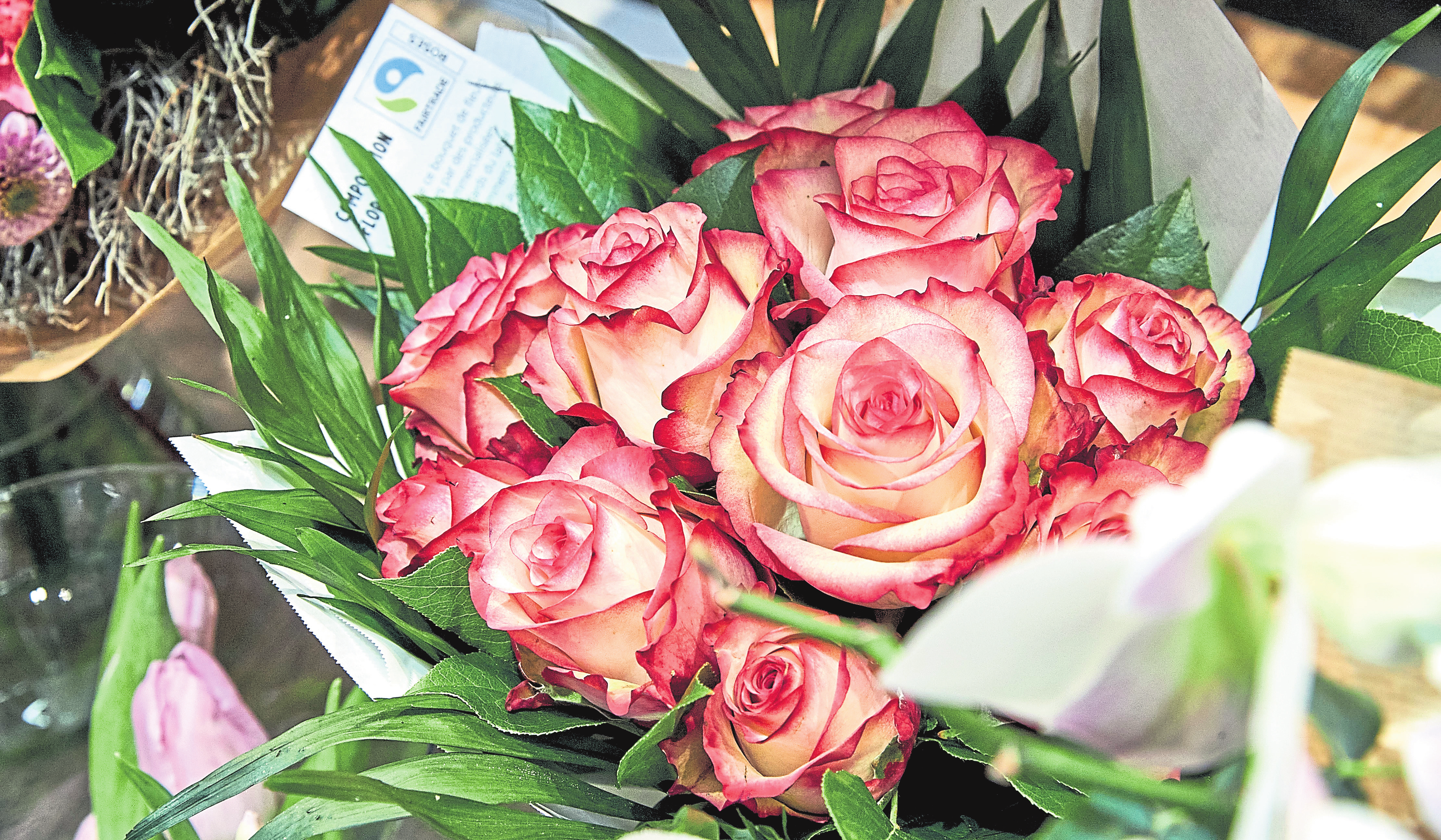 Impossible de passer dans un comptoir à fleurs Cactus sans repérer ces ravissantes roses du Kenya, autre filière du commerce équitable Fairtrade.