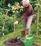 Eine pflanzenstärkende Vitalkur im Gießwasser hilft Bäumen und Sträuchern, von Anfang an gesund zu wachsen und zu gedeihen. Foto: djd/www.waldleben.eu