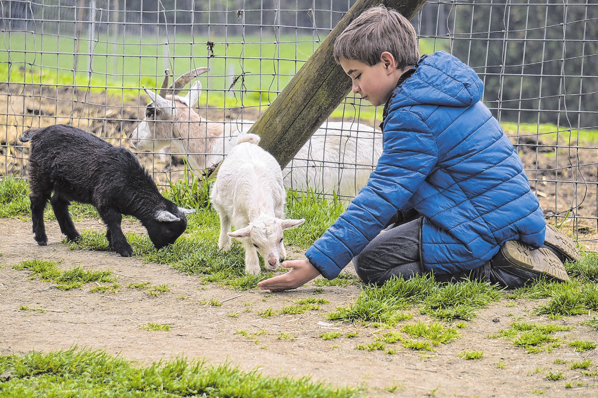Tiere mal hautnah zu erleben, ist für Kinder eine wunderbare Erfahrung. Fotos: Alexandra_Koch/Pixabay; Andreas Petz; Uwe Hegewald