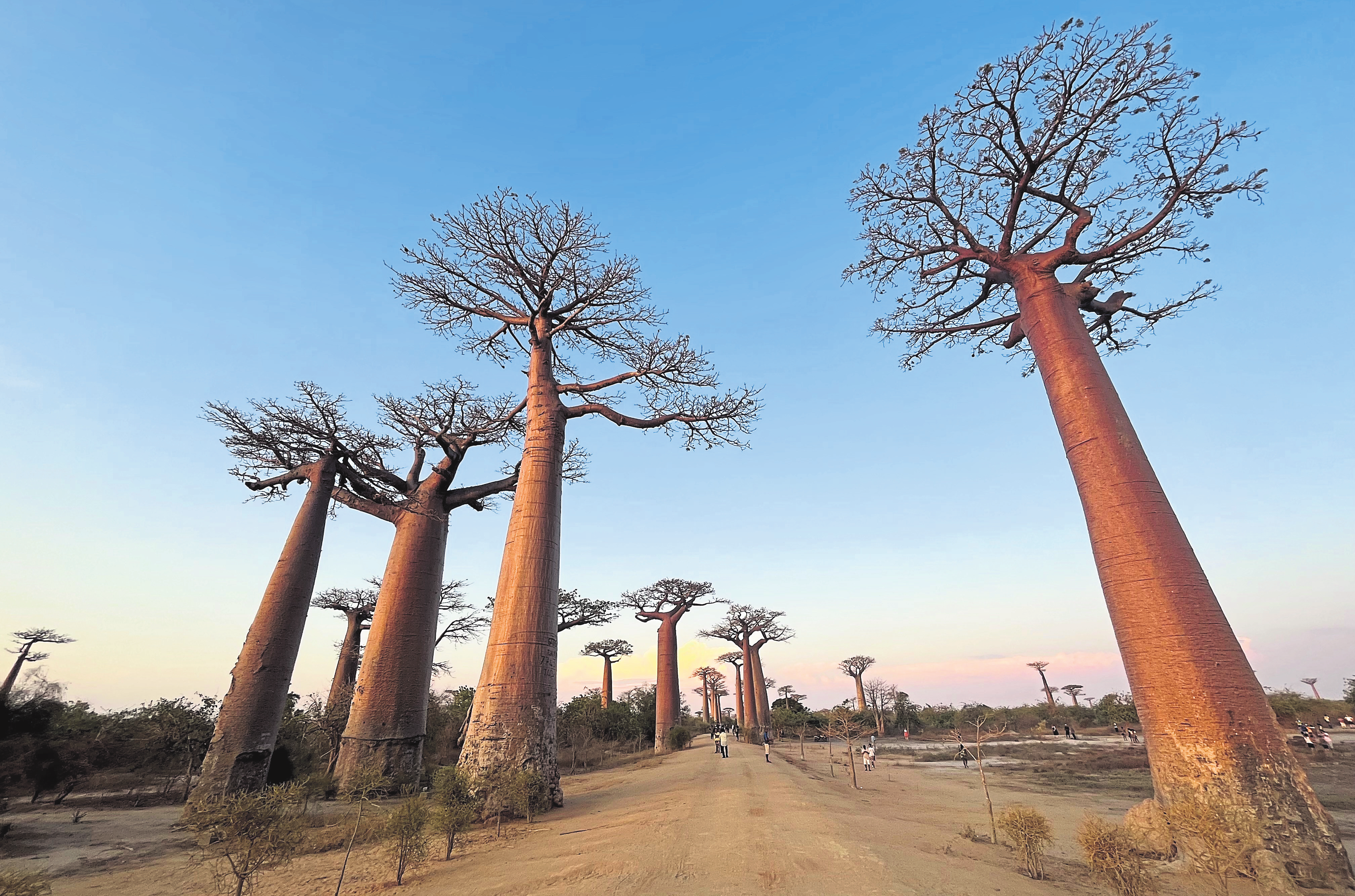 L'allée des baobabs est incontournable si vous posez les pieds à Madagascar. Privilégiez la fin du jour pour un panorama à couper £le souffle.
