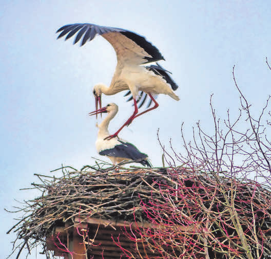 Wer genau hinschaut, entdeckt auf dem Nest oder in der Leineaue die ersten Störche. Foto: Bernd Meisterknecht