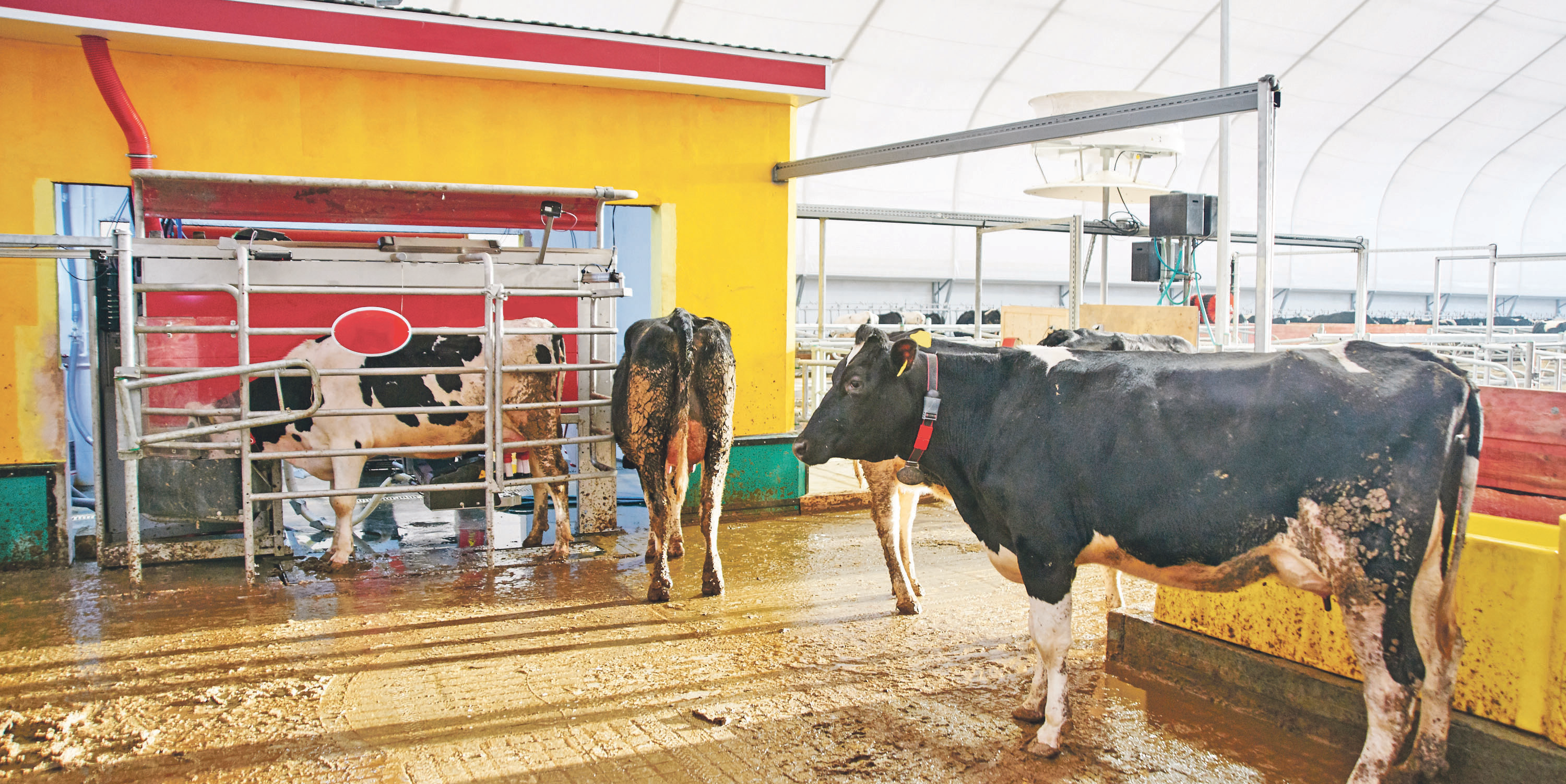 Schön eine nach der anderen: In Reih' und Glied stehen die Kühe und warten geduldig darauf, von der Maschine gemolken zu werden.  Foto: amixstudio/stock.adobe.com