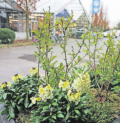 Im Gartencenter Sängerhof gibt es viele attraktive Frühblüher wie diese.