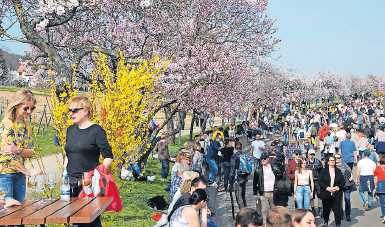 Das weinselige Publikum im Mandelblütenrausch. FOTO: MARKUS PACHER