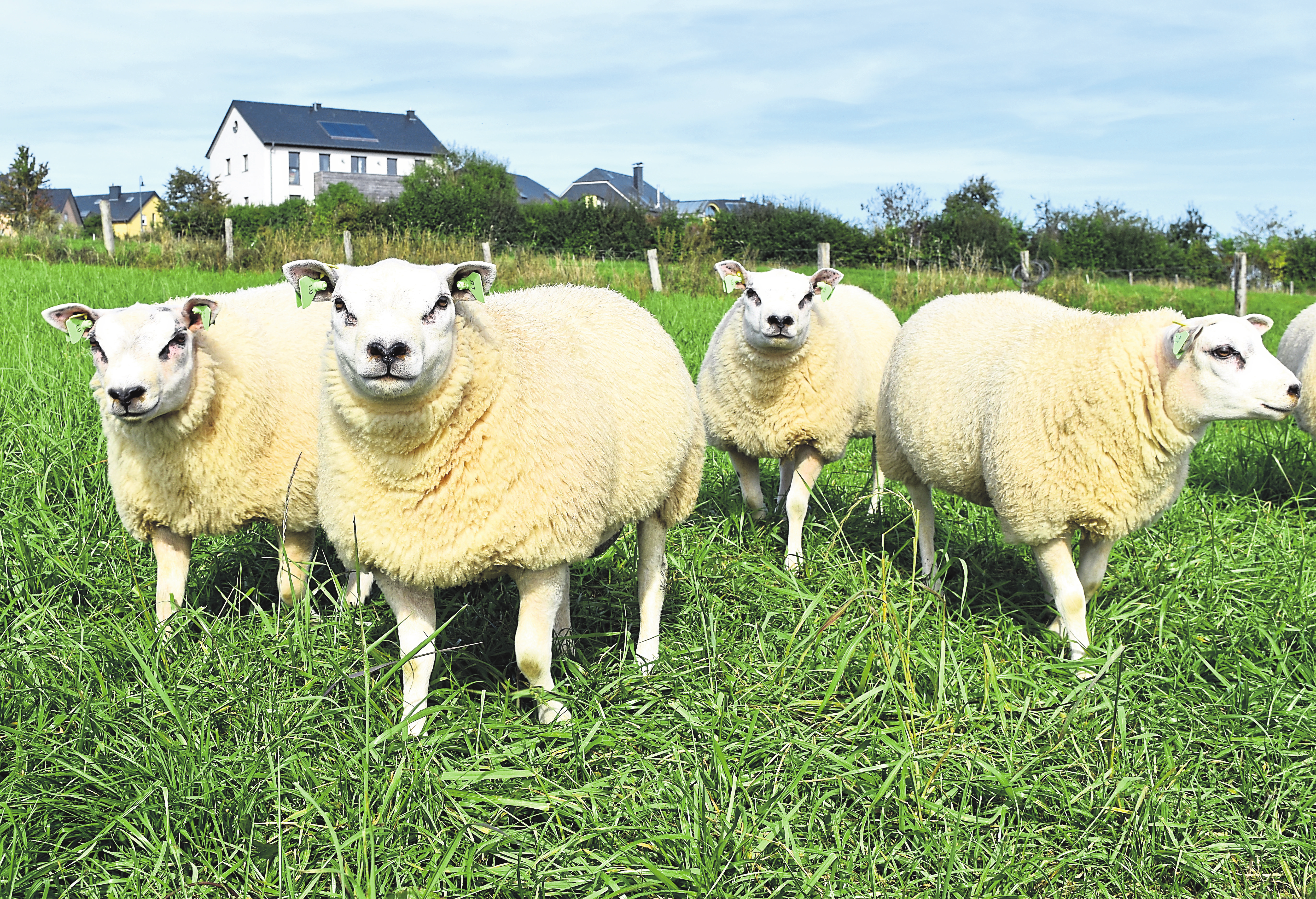 La savoureuse viande d'agneau locale estampillée «Cactus Schofsfleesch vum Lëtzebuerger Bauen» tire ses origines des conditions de vie et d'élevage de première envergure.