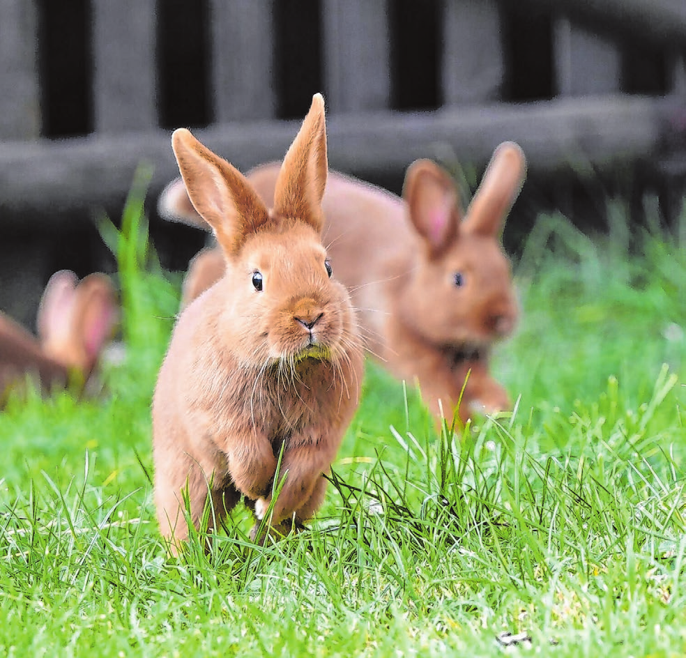 Diese jungen Langohren sind schon ganz gut drauf: Vielleicht hätten sie Chancen beim Kanin-Hop? Foto: Archiv/Caterina Lavorato