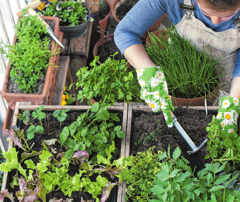 <span id="iq9kf">Liebe geht durch den Garten – und natürlich auch durch das Gemüsebeet. </span>