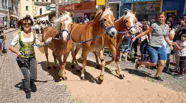 Die prämierten Pferde werden dem begeisterten Publikum vorgeführt. Foto: Anton Eilmannsberger