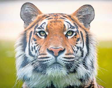 Sie war die erste Tigerin vor Ort: Cara wurde aus einem fensterlosen Verschlag in Italien gerettet FOTO: VIER PFOTEN/HENNING FÖSSER/GRATIS