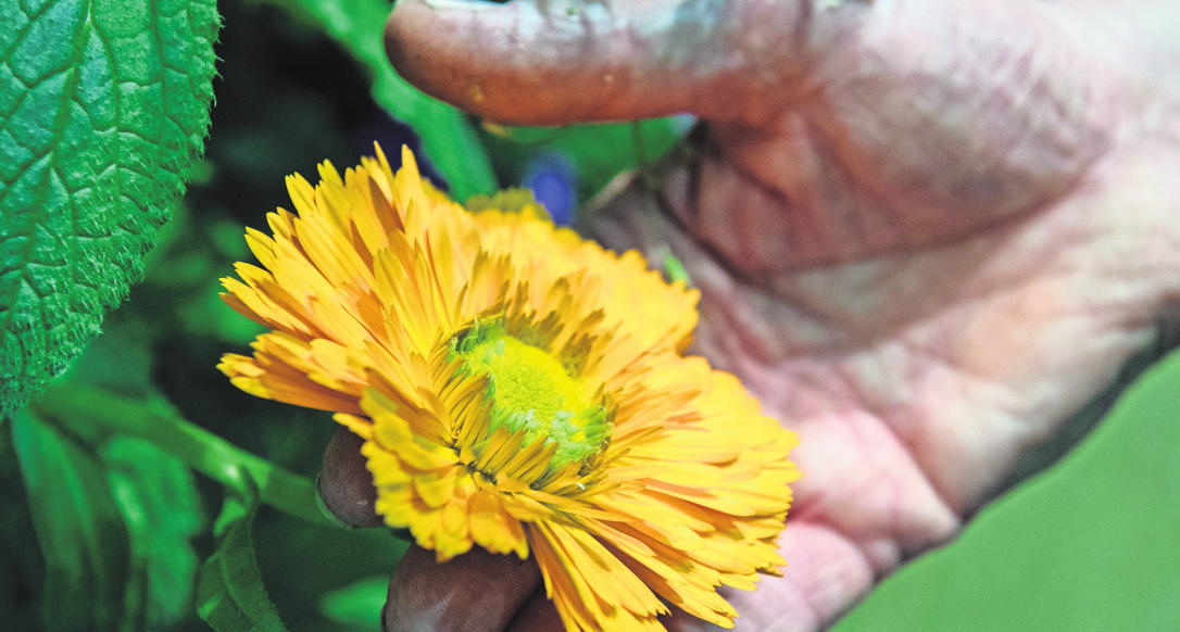 Ringelblumen bilden besonders viele Samen. Wer sie erntet, bekommt im nächsten Jahr neue Blüten. Foto: dpa/Robert Günther