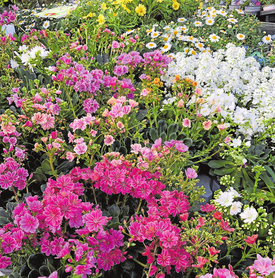 Fast (k)ein Geheimtipp mehr: Lewisia (Bitterwurz) blüht lange und länger. Foto: ey