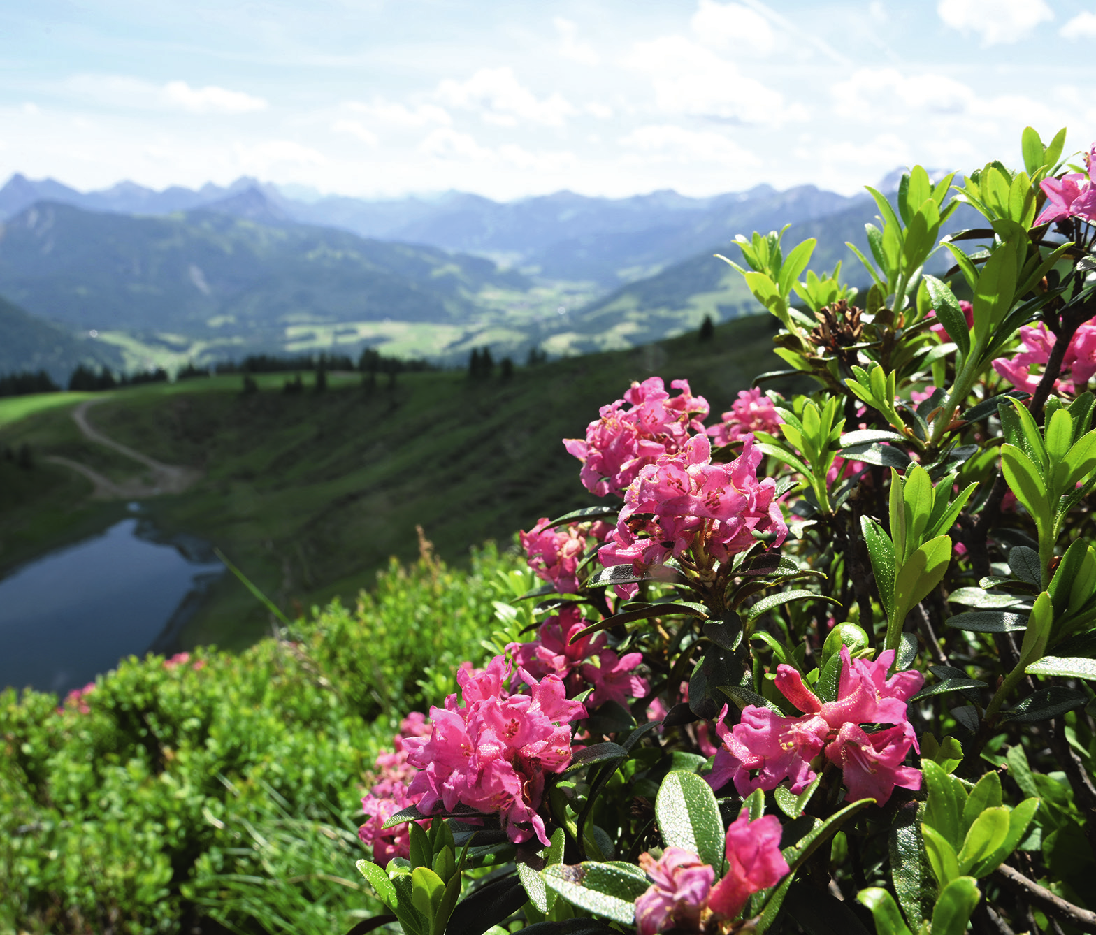 <div>Grüne, intakte Natur bei den Wanderungen in den Allgäuer Hochalpen bei <span id="ihxsf">Bad Hindelang: üppige Alpenrosen in voller Blüte.</span></div>