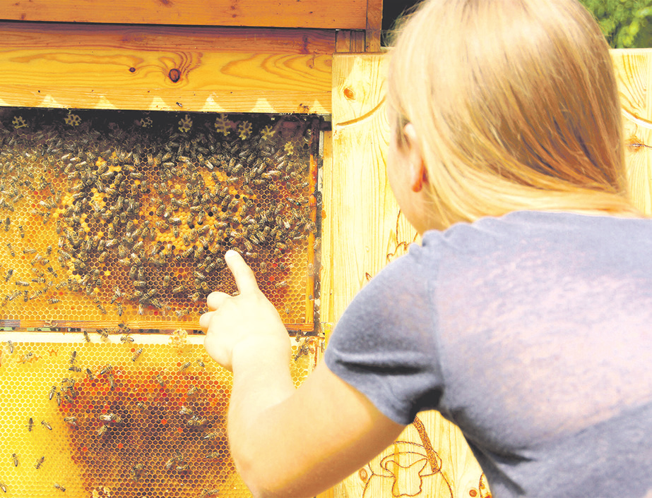 Wer findet die Königin? Beim Tag der Biene (1. und 28. Mai) erfahren Besucher alles über die Blütenbestäuber. Foto: Wildpark Schwarze Berge