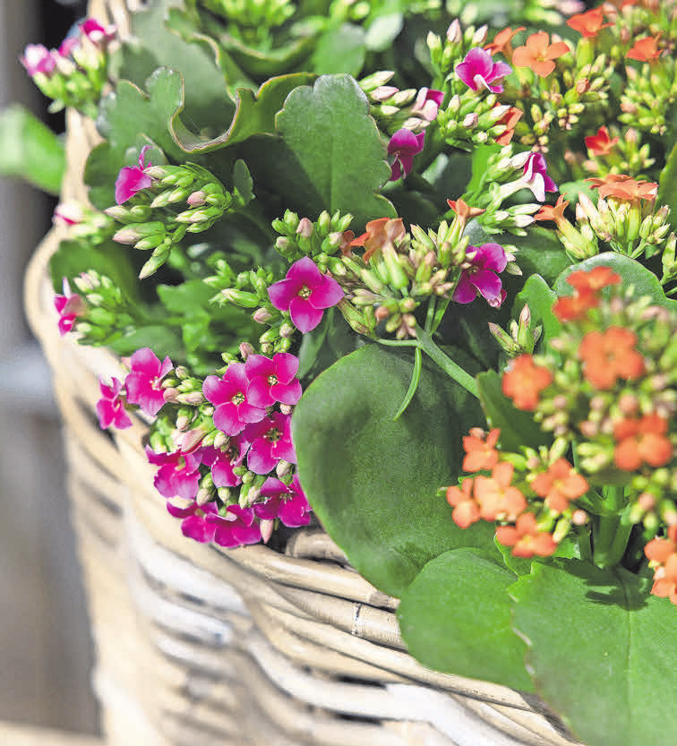 Bis zu drei Monate kann man sich an dem unermüdlichen Blütenflor der Kalanchoë erfreuen, der sich herrlich von ihrem dunkelgrünen Laub abhebt. Immer wieder erscheinen neue Knospen.