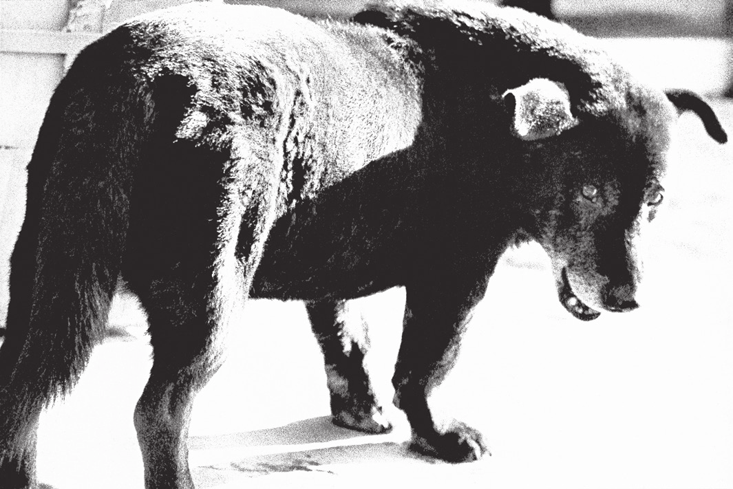 Stray Dog | Misawa | 1971 | from A Hunter. Abbildung: Daido Moriyama/Daido Moriyama Photo Foundation