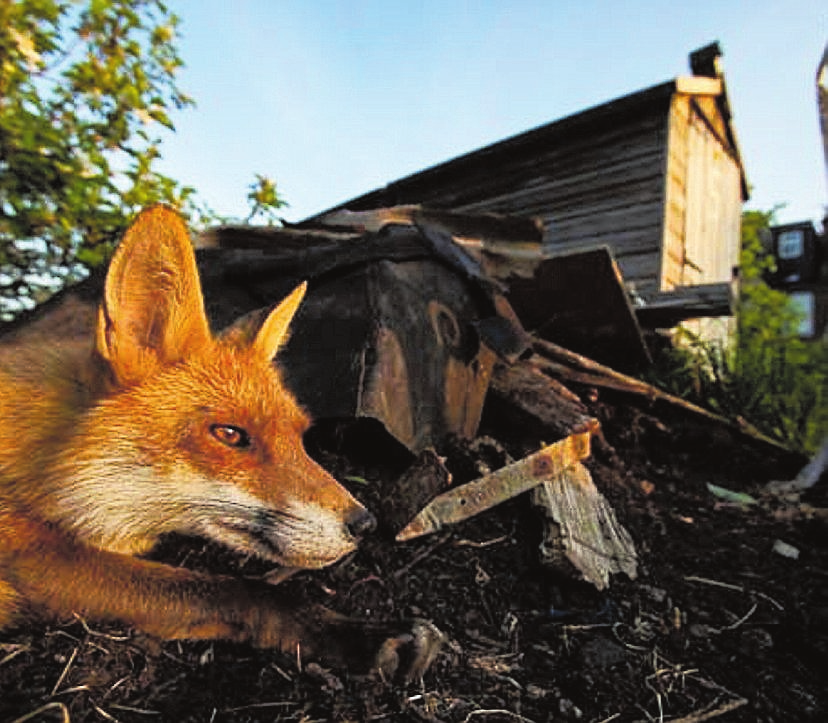 ,,Fuchs: Nachbar Bösewicht Ikone" von Matt Maran, Neil Aldridge und Andrew Parkinson.