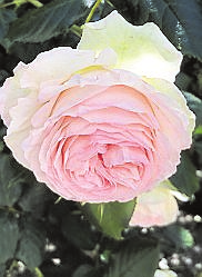 Rosenblüte 
