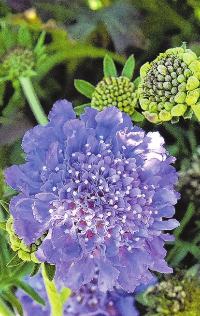 Die Kleine Scabiose ist eine sommergrüne, mehrjährige Pflanze, die von Juni bis September mit blauen Blüten blüht.
