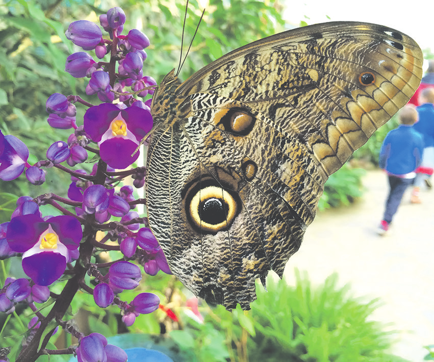 Ein Pfauenauge im Garten der Schmetterlinge. Mehr als 1.000 Falter sind dort zu bestaunen<br/><br/>