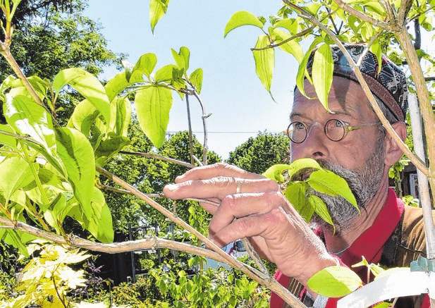 Gärtner Julian Matthick zeigt einen Sieben-Söhne-des-Himmels-Strauch, ein klimaangepasstes und sehr bienenfreundliches Gehölz.
