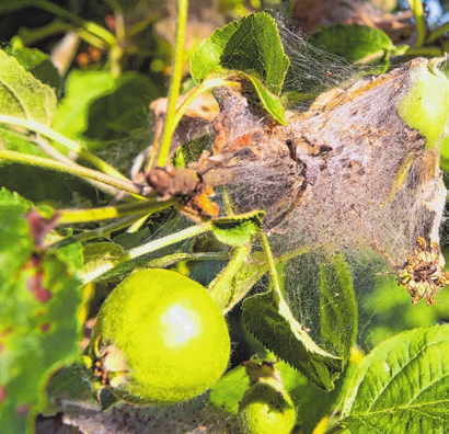 Die Apfelbaumgespinstmotten bilden Gespinste am Apfelbaum. In diesen kann man ihnen nur schwer zu Leibe rücken. Foto: Julian Stratenschulte/dpa-mag