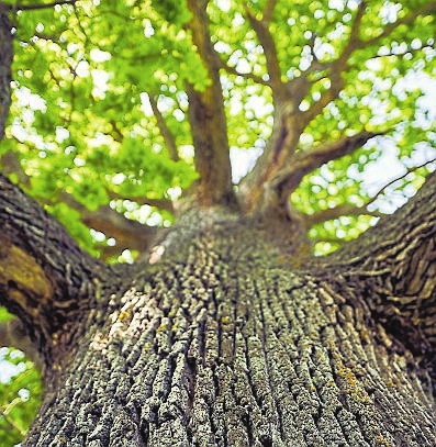 Bei den Waldmeistern geht es ab in die Natur. FOTO ADOBE