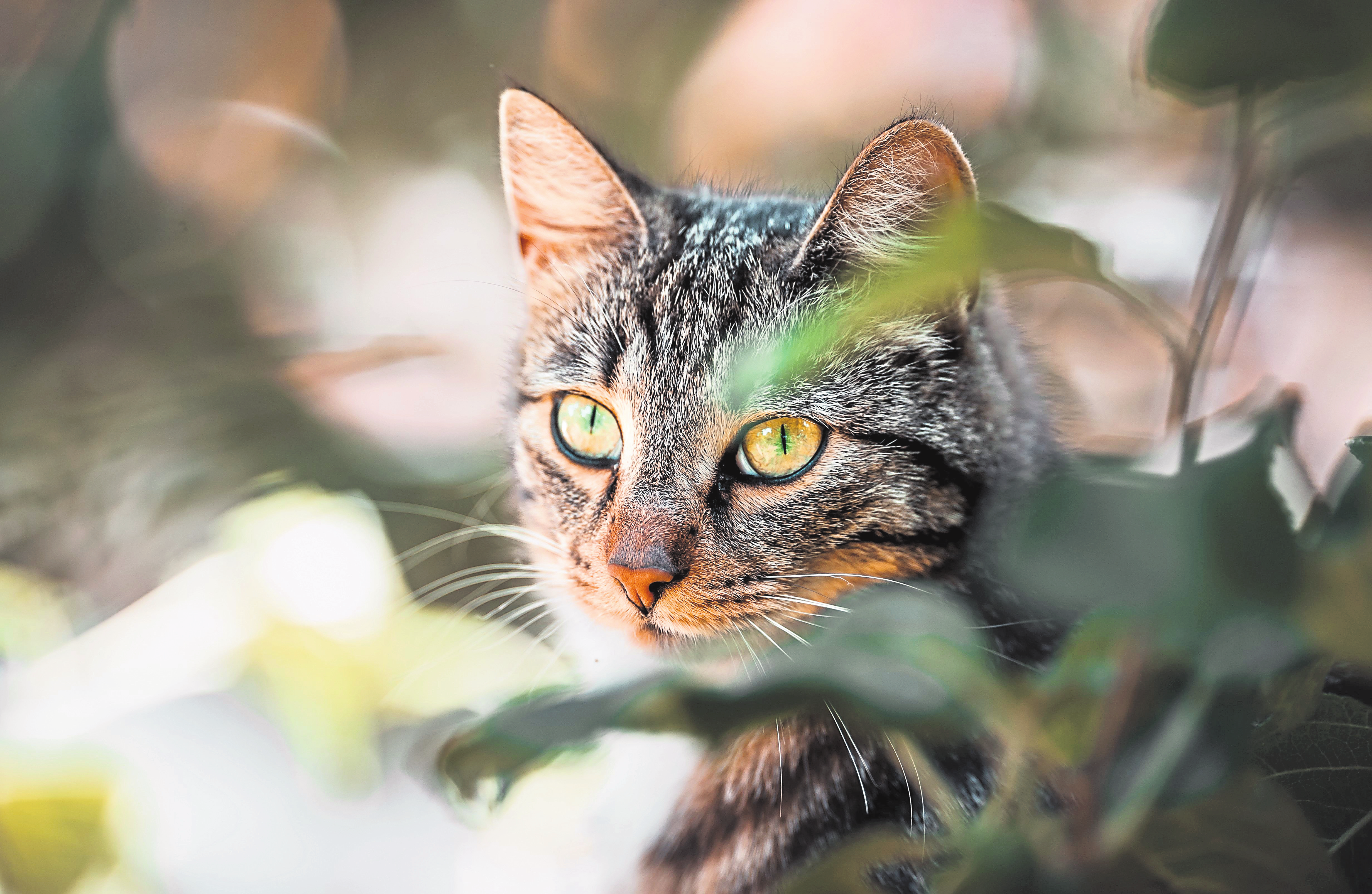 Katzen sind auch Freunde des Menschen bei der Jagd auf Schädlinge... Foto: Unsplash