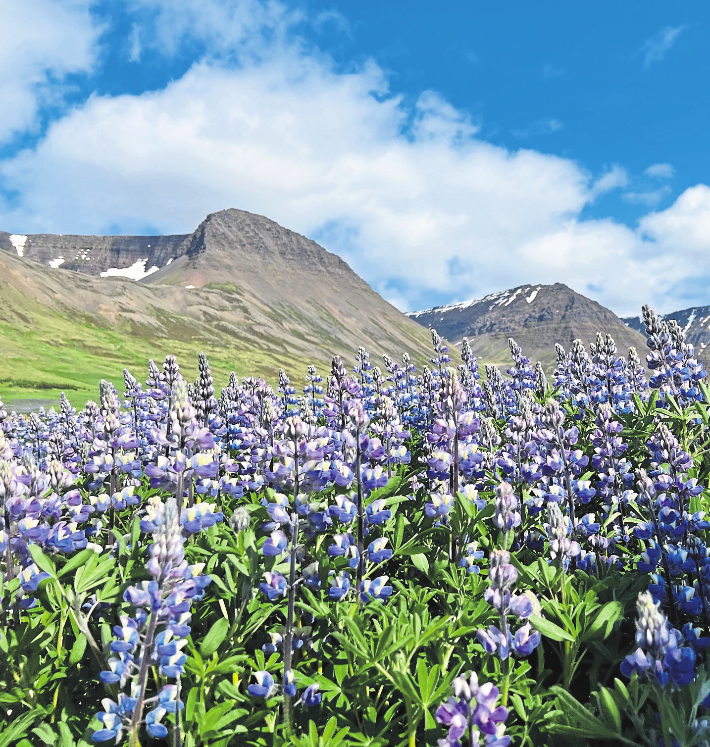 Die Alaska-Lupine wurde einst nach Island eingeführt.