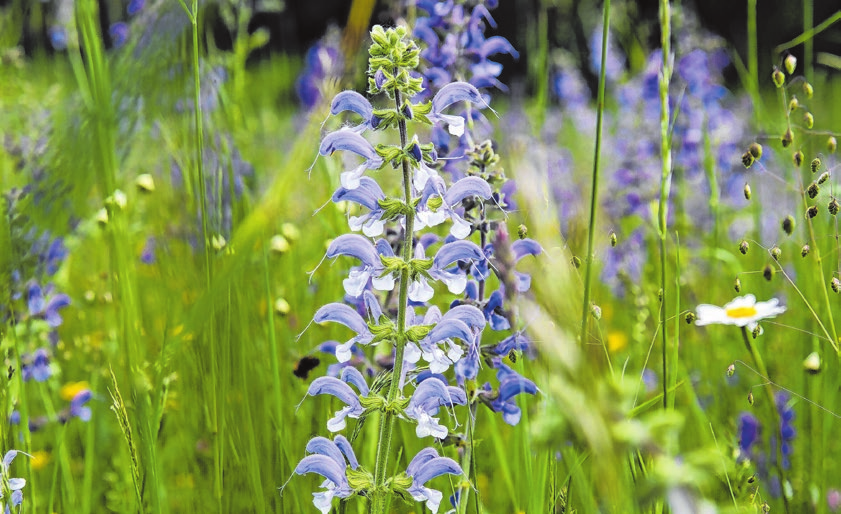 An sonnigen, trockenen Standorten macht sich der Wiesensalbei gut. Foto: Andrea Warnecke/dpa-mag