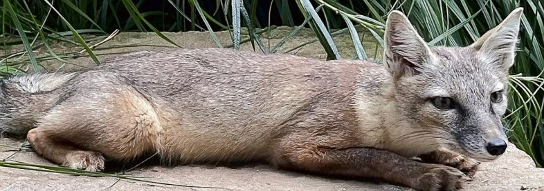 Alles im Blick: Hat dieses hübsche Jungtier. Besonders auffällig sind die schönen Augen, die ins Grünliche gehen. FOTO MUNKER