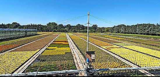 Ein Blick auf das farbenfrohe Baumschulsortiment. FOTO: PR