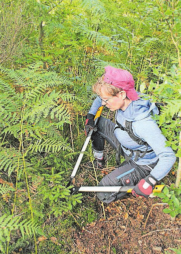Die Zurückdrängung von Fichten-Naturverjüngung, wie durch die ehrenamtliche Helferin Tanja, ist Teil des Bergwaldprojektes.