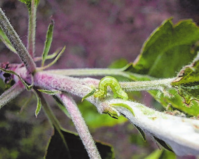 Vorsicht, Vielfraß: Die Frostspanner-Raupe (Operophtera brumat) zieht im Frühjahr über Obstbäume, Beerensträucher und Zierpflanzen. Foto: Paul Epp/LTZ/dpa-mag