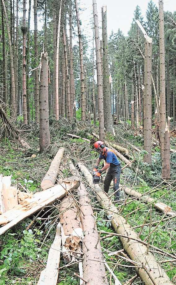 Aufräumen im Wald ist ebenso Vorsorge wie technische I Hilfsmittel und die Beschäftigung mit Ernstfällen. Foto: ZOOM.TIROL