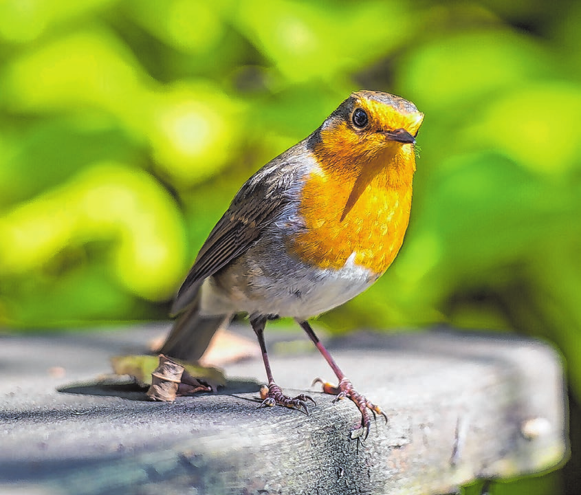 Rotkehlchen bringt tolle Farbtupfer in den Garten - besonders im Winter. Foto: Lars Schwerdtfeger