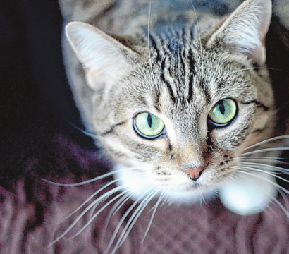 Viele Haustiere wie Katzen und Hunde werden in Tierheime abgegeben, die dadurch oftmals überlastet sind. Foto: akz