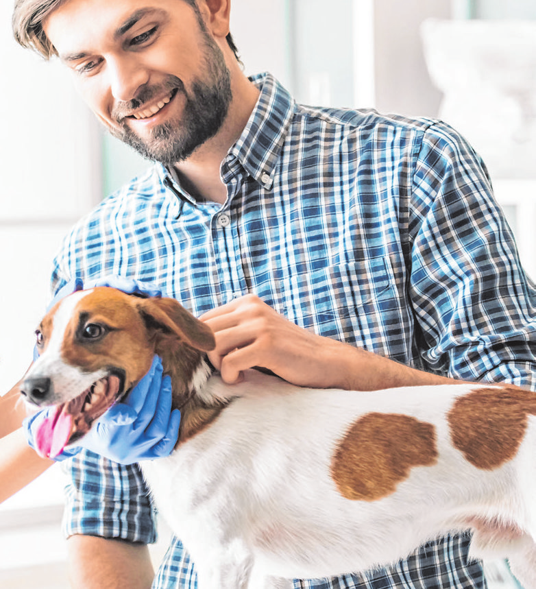 Auch andere Routineuntersuchungen wie ein jährliches Blutbild oder ein gründlicher Check-up sind essentiell für die Gesundheit von Hunden. Foto: DJD/Agila/Vadim Guzhva - stock.adobe.com