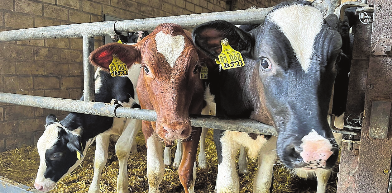 Blick in den Stall: Noch mehr junge, hübsche „Mitarbeiterinnen“. FOTO MUNKER