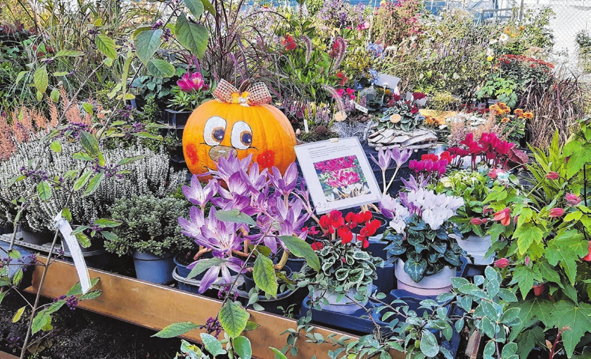 Halloween wirft seine Schatten voraus. In der Letschiner Gärtnerei Arndt finden die Kunden ein buntes Angebot lustiger Gruselfiguren.