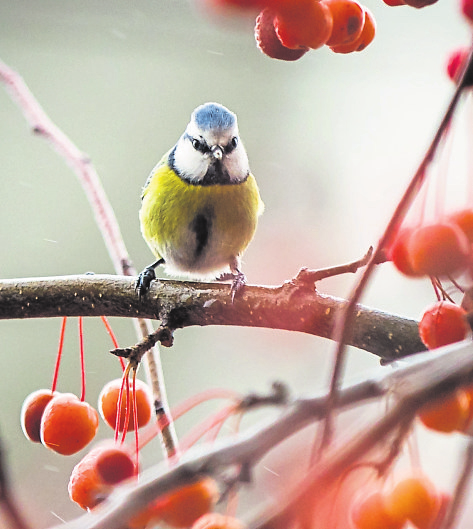WINTERHILFE: Gehölze mit Früchten wie der Zierapfel bieten Vögeln in den kalten Monaten Schutz und Nahrung. Foto: Frank Rumpenhorst/mag