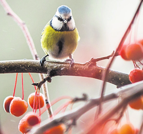 WINTERHILFE Gehölze mit Früchten wie der Zierapfel bieten Vögeln in den kalten Monaten Schutz und Nahrung. Foto: Frank Rumpenhorst/mag