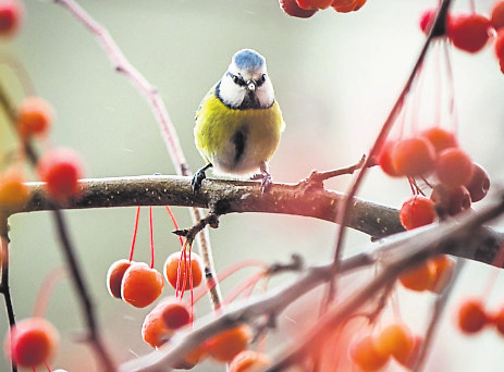 Gehölze mit Früchten wie der Zierapfel bieten Vögeln in den kalten Monaten Schutz und Nahrung. Foto: Frank Rumpenhorst/mag